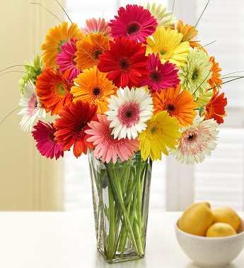 1-800-Flowers Two Dozen Gerbera Daisies with Clear Vase-Flowers-Life Guidance Discoveries