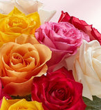 1-800-Flowers Two Dozen Assorted Roses with Purple Vase-Flowers-Life Guidance Discoveries