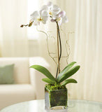 Elegant Orchid - White-Flowers-Life Guidance Discoveries