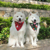 Dog Bandanas & Collars-Doggie Bandana-Life Guidance Discoveries