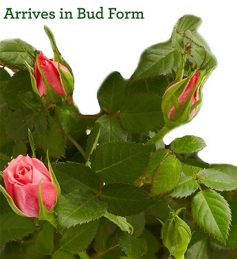 1-800-Flowers Classic Budding Rose, Large-Flowers-Life Guidance Discoveries